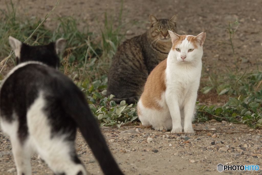ねこ　その８５１