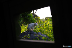 ねこ　その５９１