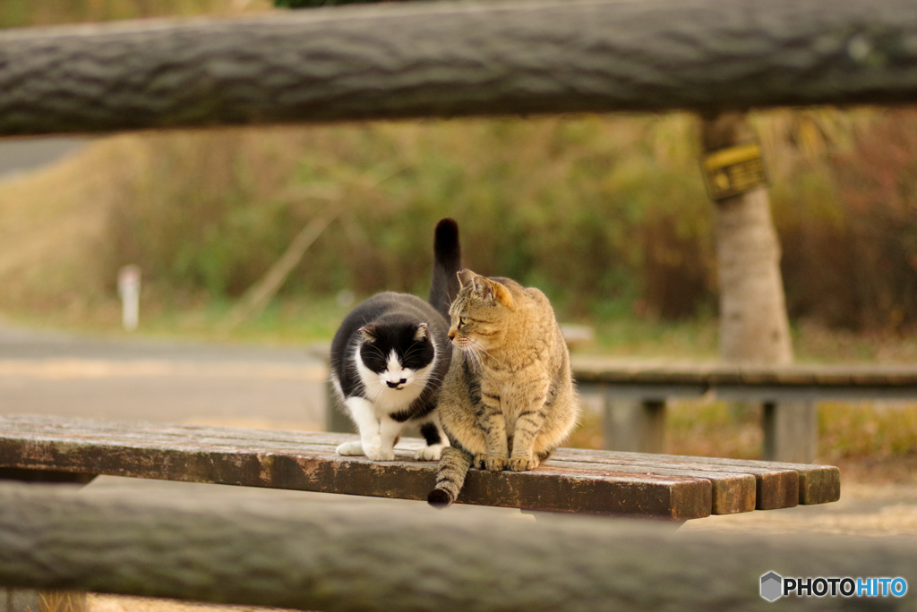 ねこ　その４１４