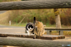 ねこ　その４１４