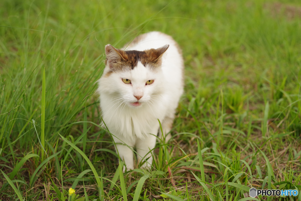 ねこ　その７１６