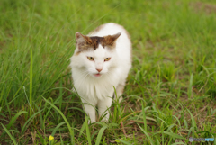 ねこ　その７１６