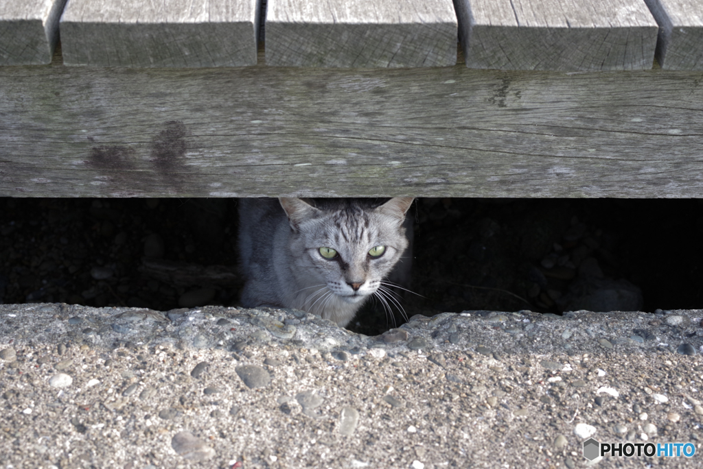 ねこ　その７２１