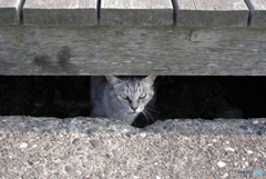 ねこ　その７２１