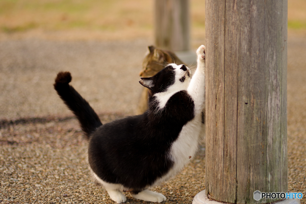 ねこ　その４３８