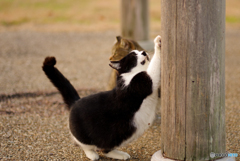 ねこ　その４３８