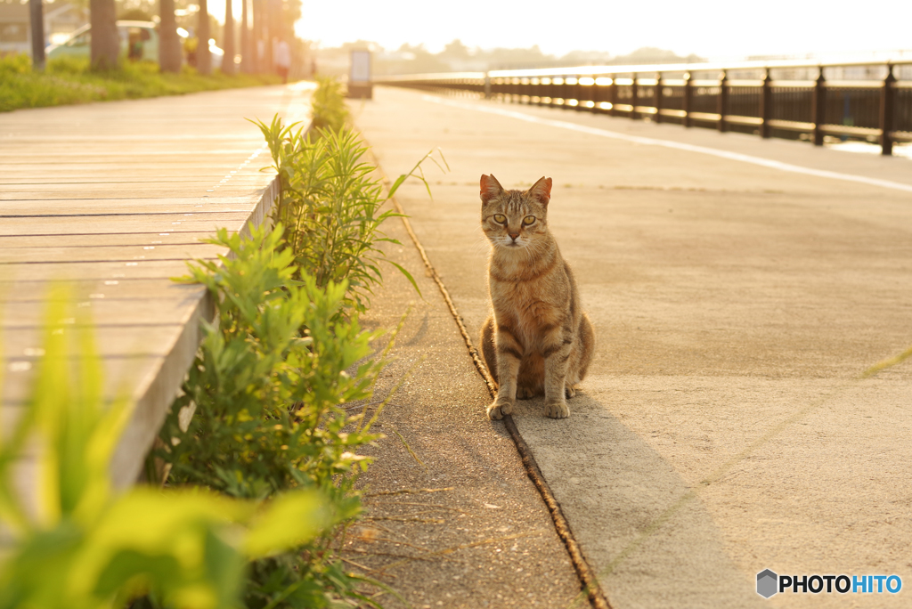 ねこ　その７２７