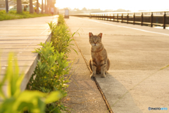 ねこ　その７２７