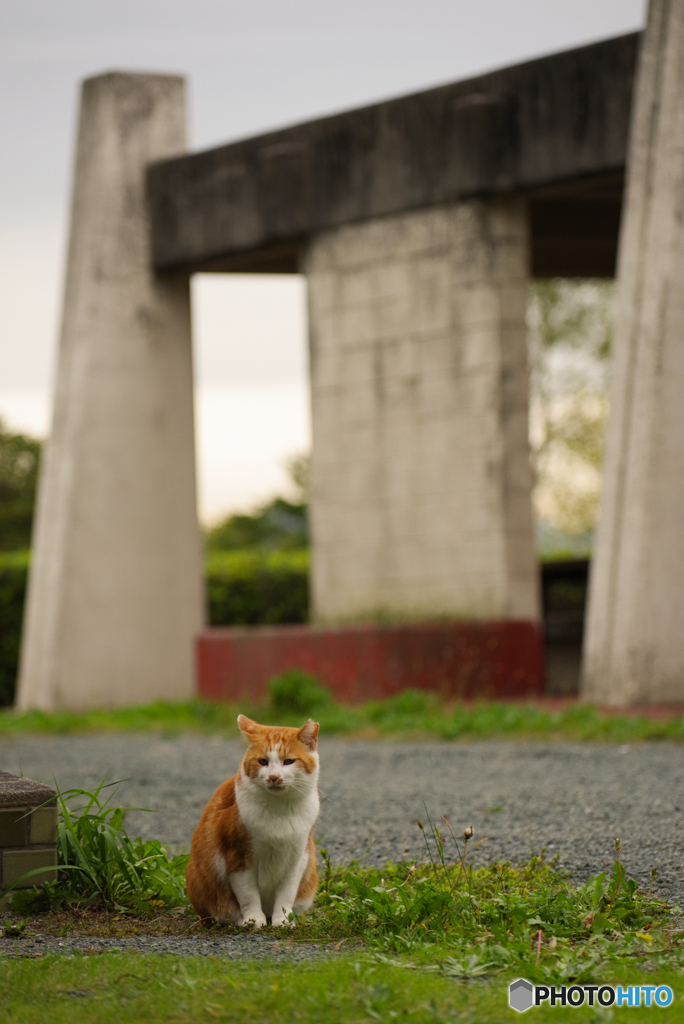 ねこ　その９１９