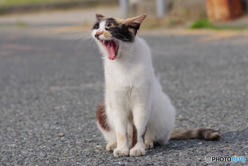 ねこ　その６７８