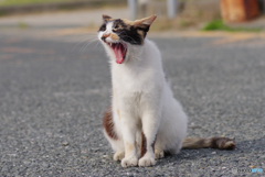 ねこ　その６７８