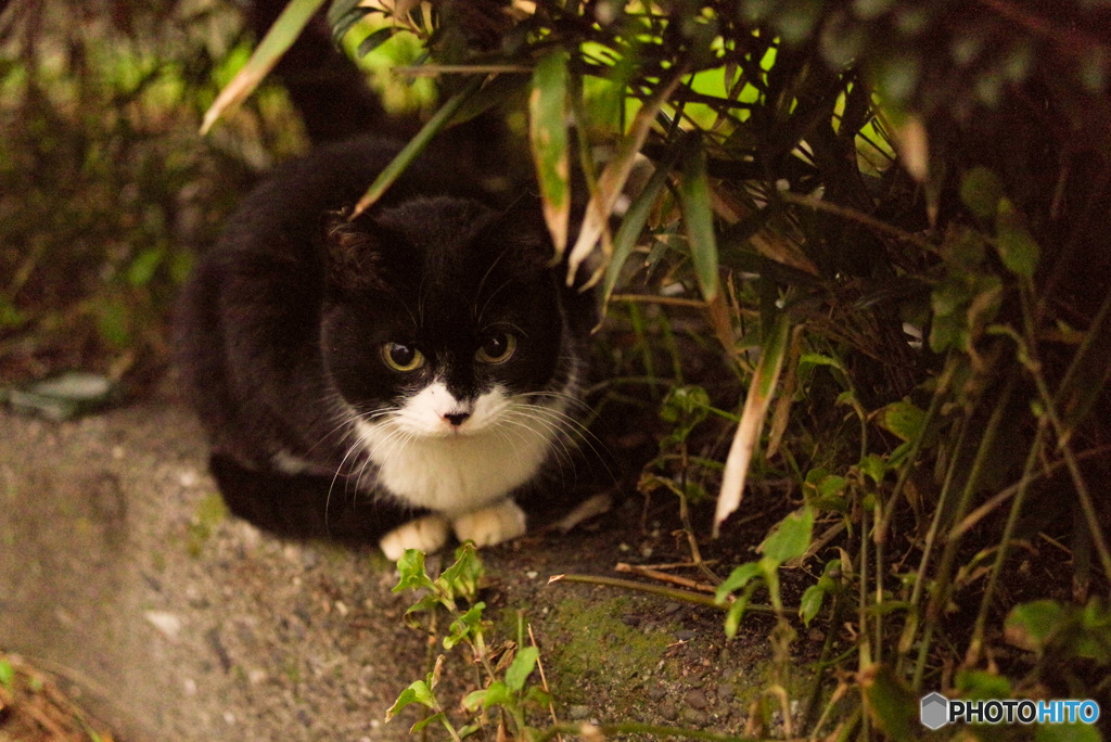 ねこ　その１０２２