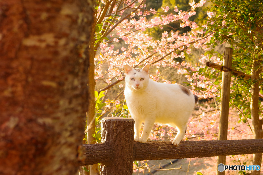 ねこ　その５２３
