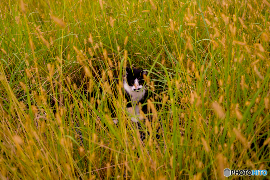 ねこ　その２９５