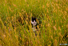 ねこ　その２９５