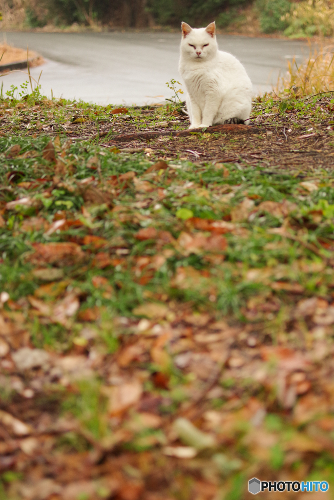 ねこ　その４８２