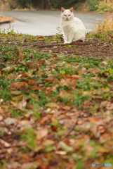 ねこ　その４８２