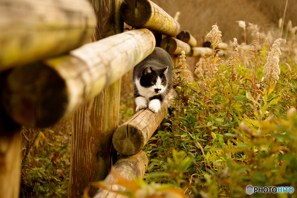 ねこ　その４４８