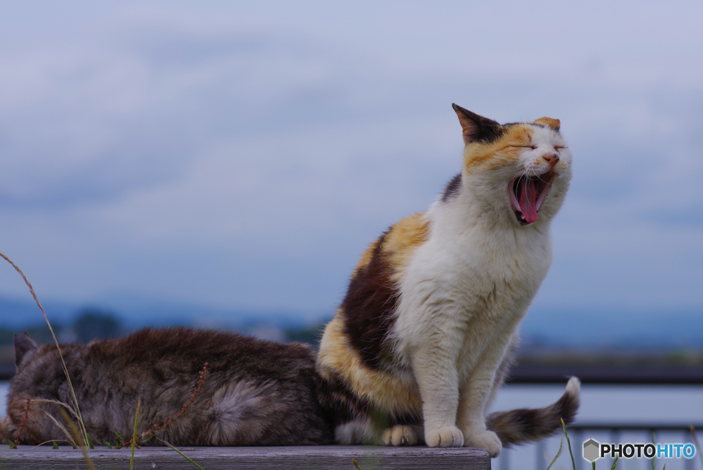 ねこ　その６８１