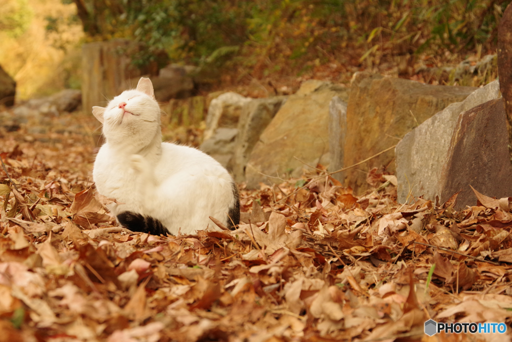 ねこ　その４５２
