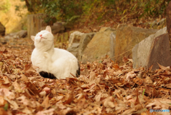 ねこ　その４５２