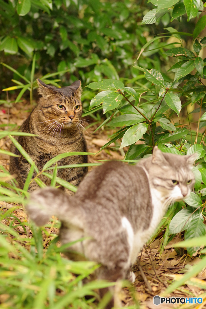 ねこ　その３３２