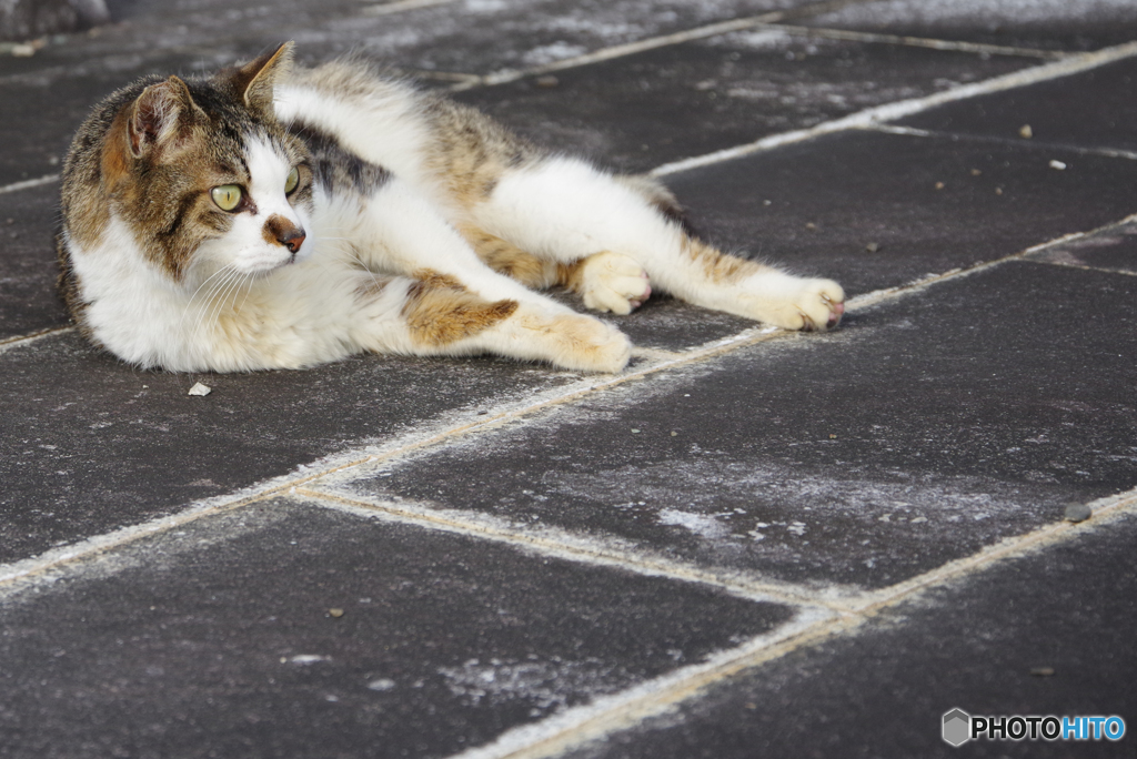 ねこ　その５６０