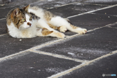 ねこ　その５６０