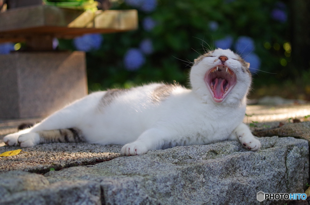 ねこ　その１３７