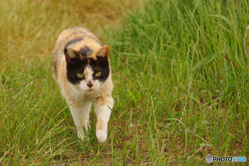 ねこ　その６３３