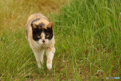 ねこ　その６３３