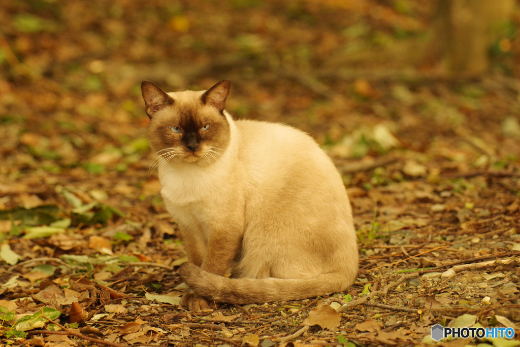 ねこ　その８３０