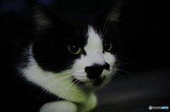 ねこ　その８２
