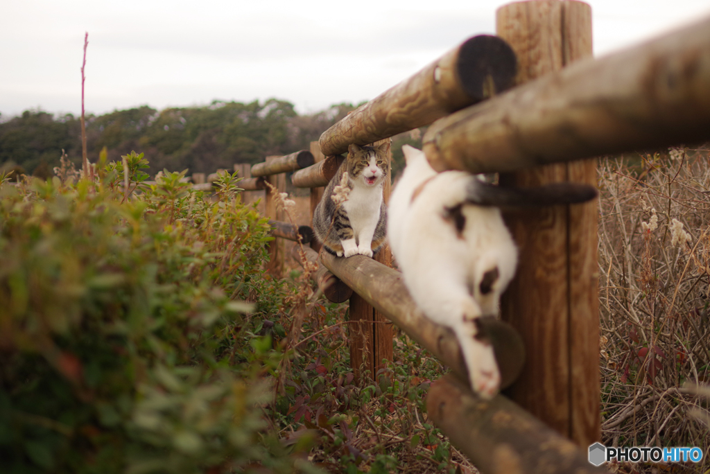 ねこ　その４６２