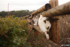 ねこ　その４６２
