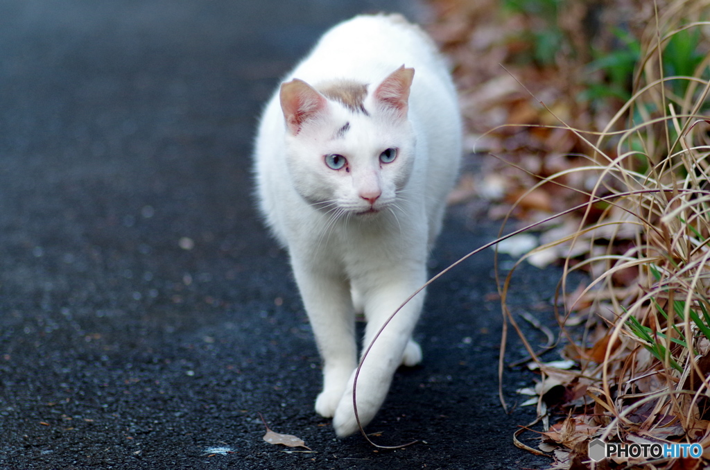 ねこ　その３９