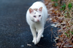 ねこ　その３９