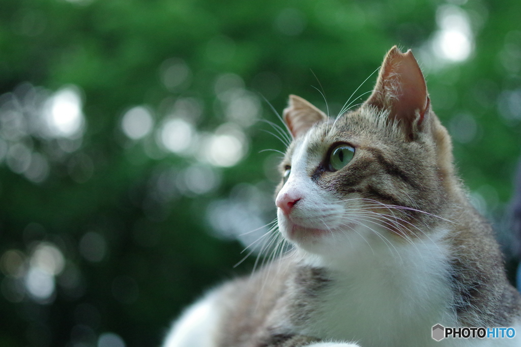 ねこ　その８９