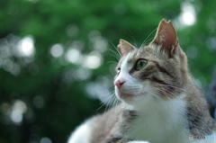 ねこ　その８９