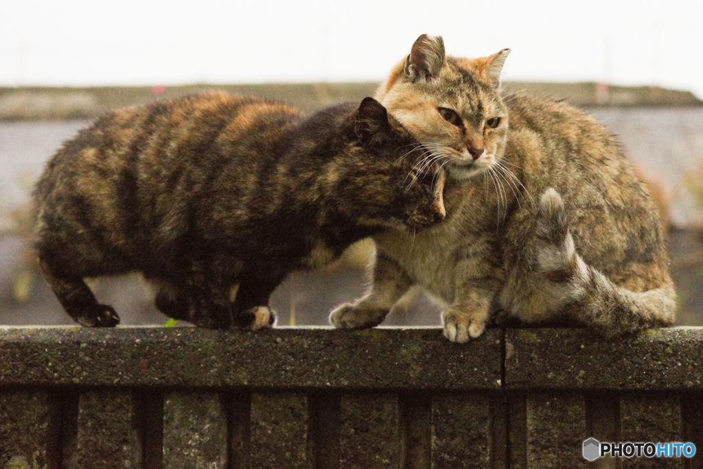 ねこ　その１０１６