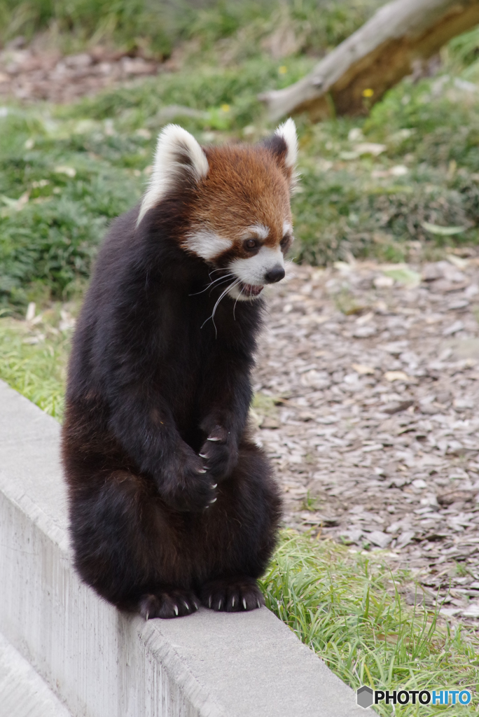 座るレッサーパンダ