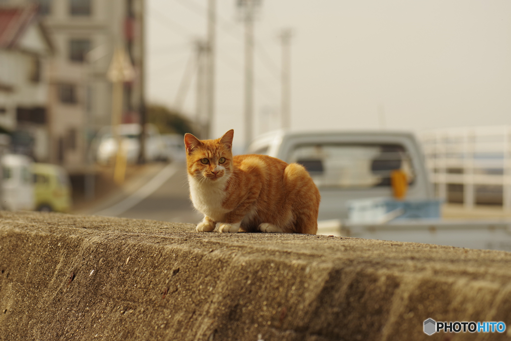 ねこ　その９７９