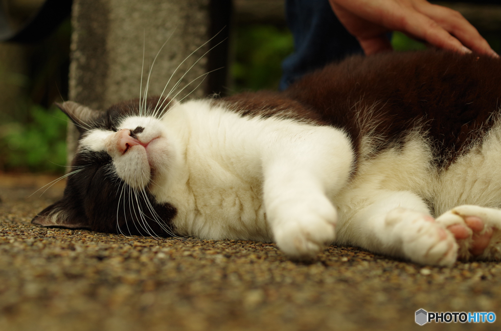 ねこ　その１１９