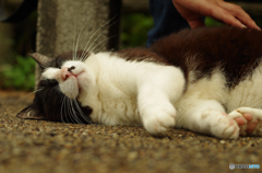 ねこ　その１１９