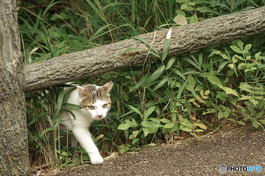 ねこ　その１５７