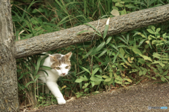 ねこ　その１５７