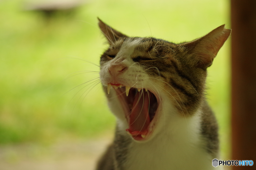 ねこ　その１０６
