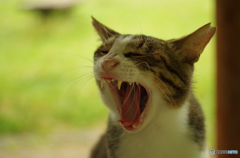 ねこ　その１０６