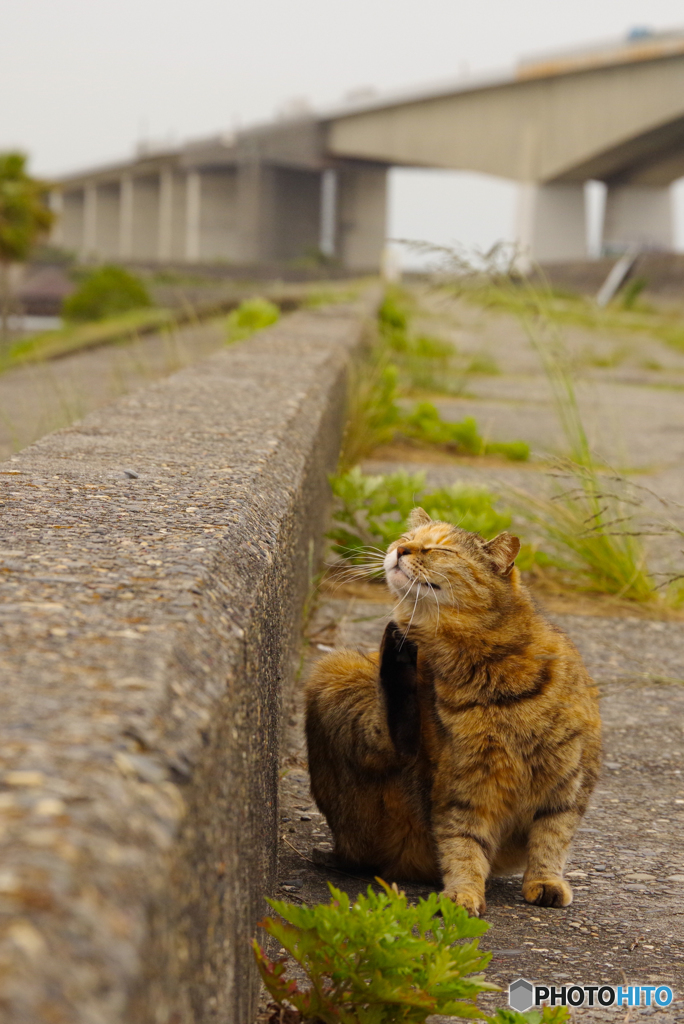 ねこ　その６４８