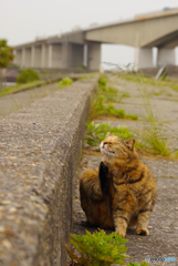 ねこ　その６４８